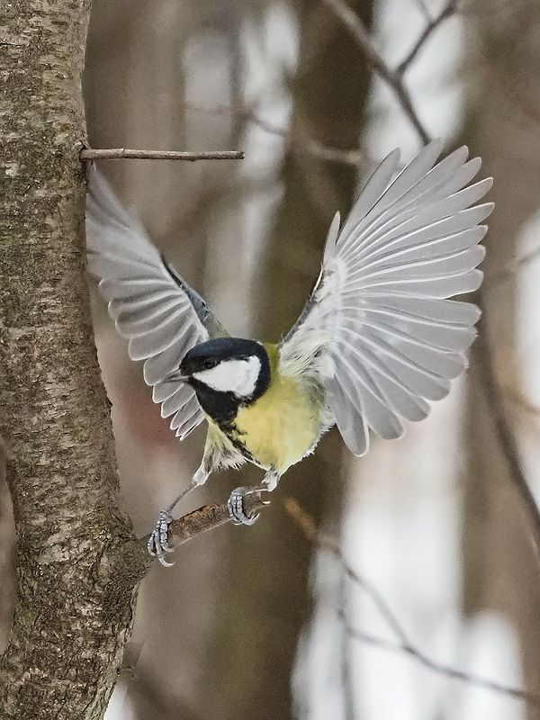 маленький орелphoto preview
