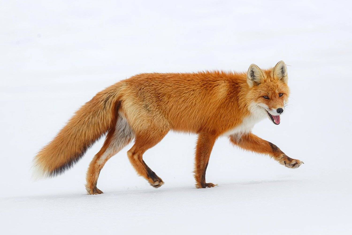 Камчатка, лиса, животные, природа, путешествие, фототур, весна,, Денис Будьков