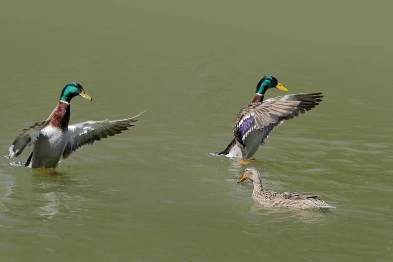 брачный танец уток фото превью