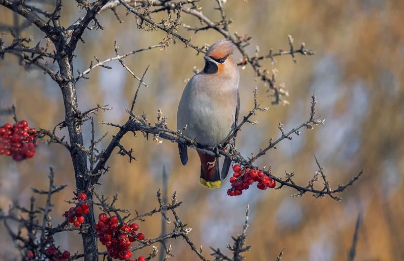 птица, свиристель, зима, облепиха красная, Свиристель ..  (февраль)photo preview