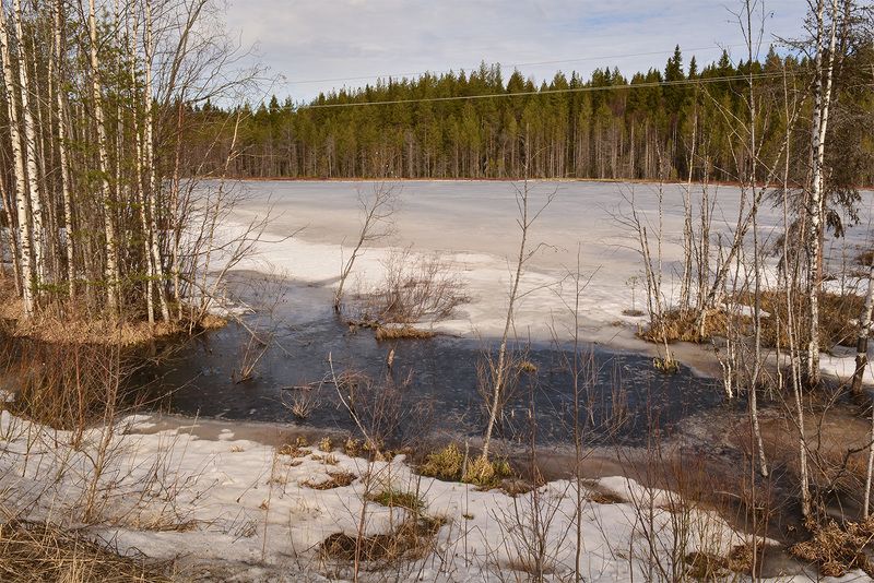 Лесное озеро.photo preview