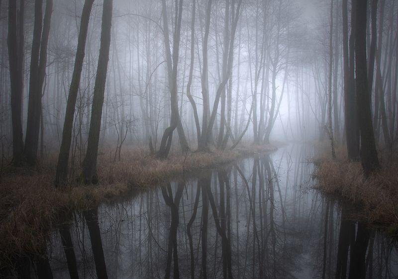 in a forest climate...photo preview