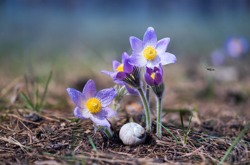 сон-трава Сон-трава фото превью