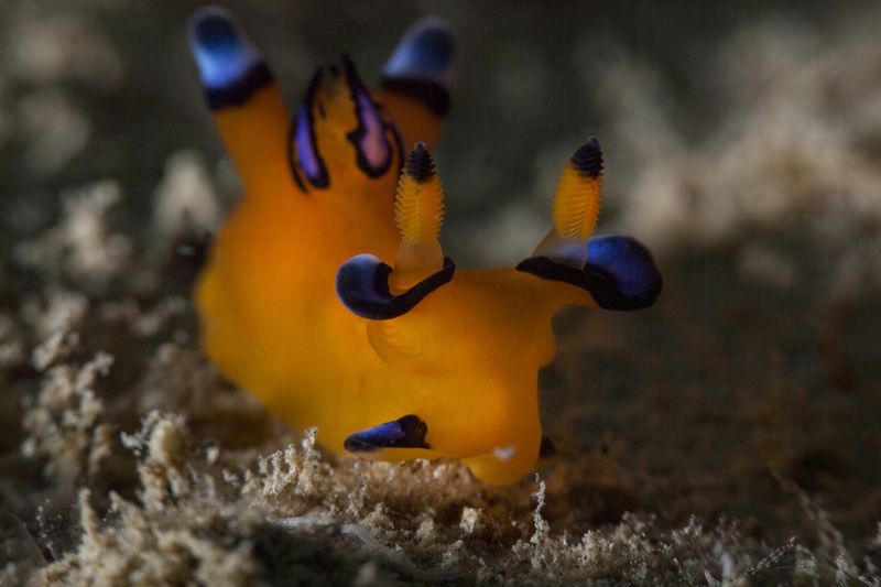 подводное фото подводный мир хургада египет жогло zhoglo красное море Пикачуphoto preview