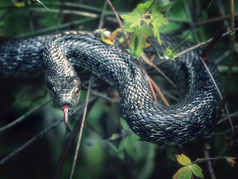 узорчаный полоз, язык, атакующая поза За секунду до атаки. фото превью