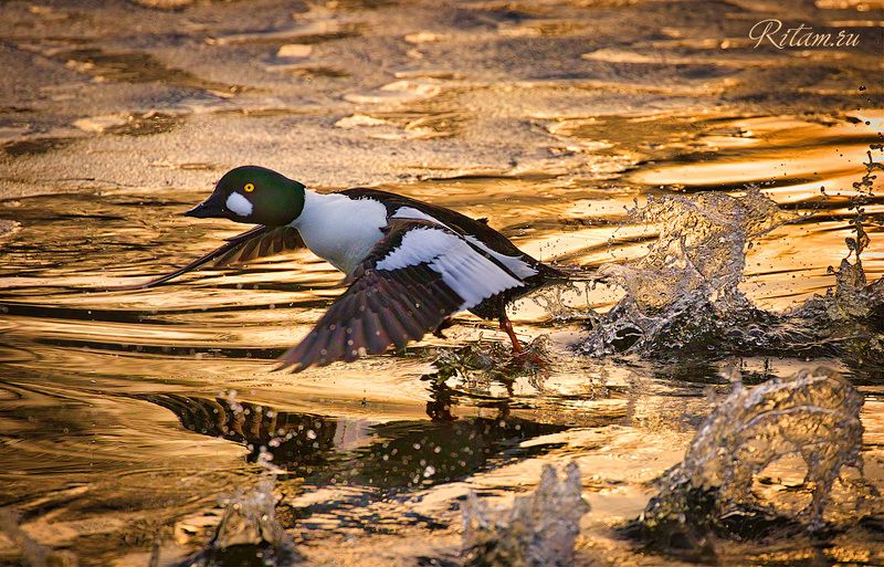 гоголь, garrot, ритам, мельгунов, bird, birds, photography, wildlife, gatchina, гатчина, птица, птицы, стихи, поэзия, poetry, poem, фотография, фото, петербург, birdwatching, ritam, melgunov Бегущий по золотым волнам / Running on golden wavesphoto preview