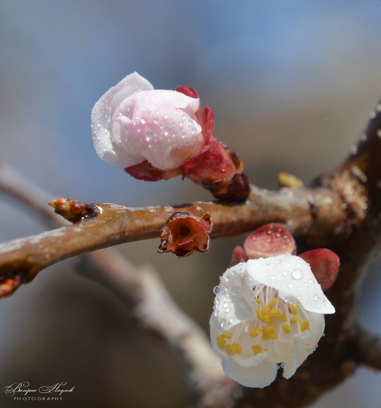 апрель .утро, абрикос. цветение, роса В утреней росе фото превью