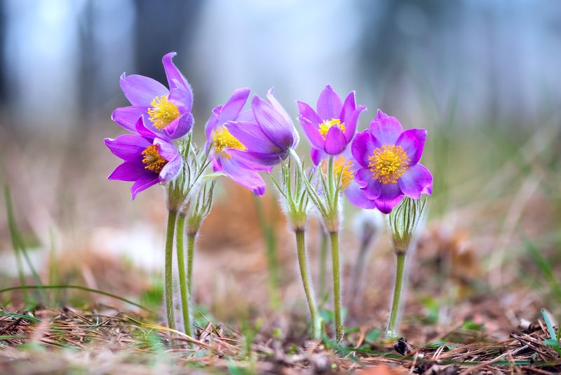сон-трава Весеннее великолепие фото превью