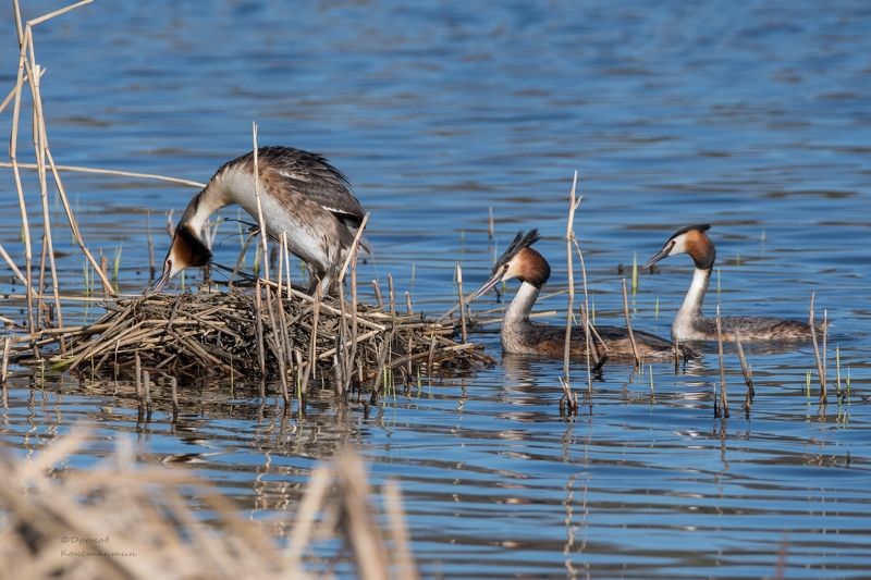 чомги, большие поганки, птицы, фотоохота В очередь!photo preview