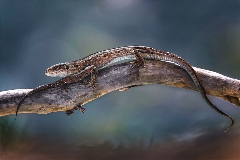 ящерица, животные, природа Мать и дитяphoto preview