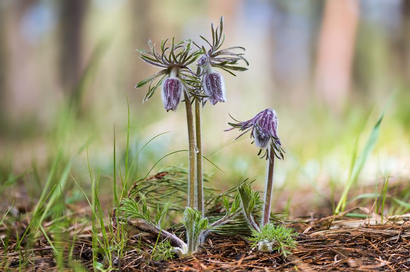 сон-трава Весенняя нежность фото превью