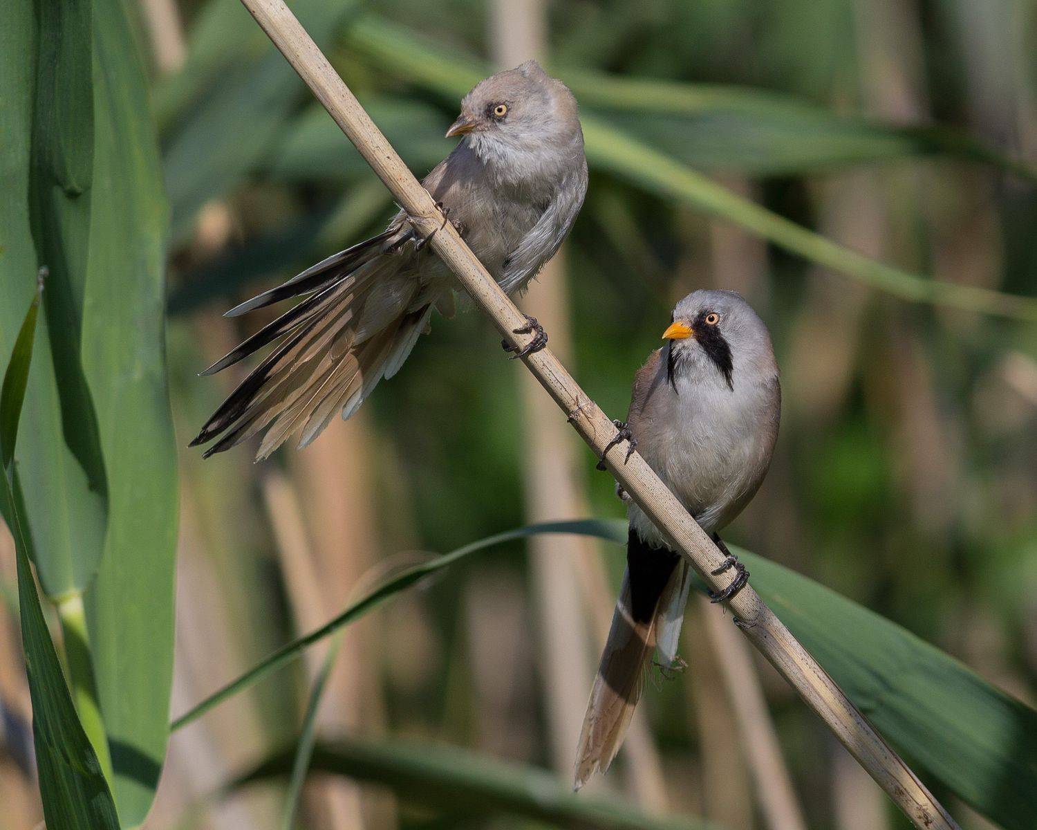 усатая синица, усатые синицы, Денис Воронов