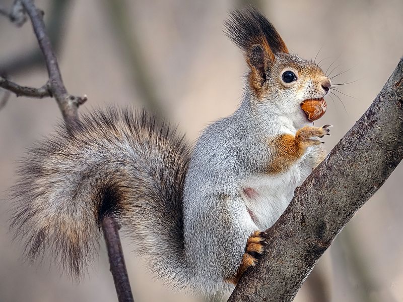 орех мой, не проси фото превью
