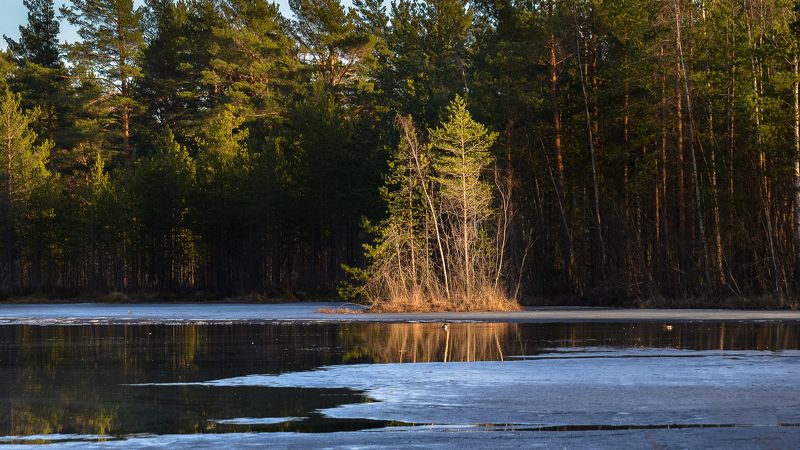 весна, болото, ленобласть, заповедник, заказник, красиво, апрель, остров, абстракция, свет, солнце, пляж Островок в солнечных лучах.photo preview
