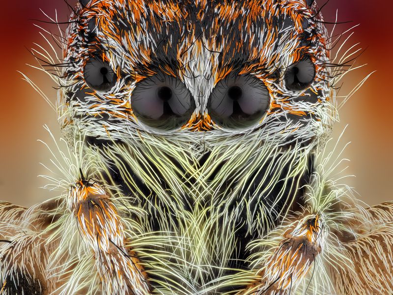 irass, waledzik, nat geo, olympus, close up, macro, extreme macro, макро oOOo.photo preview