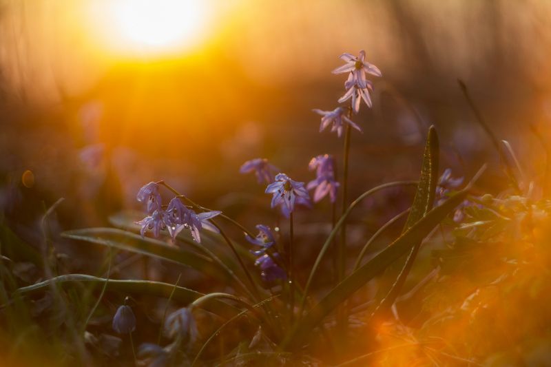 пролески, подснежники, весенние цветы ***photo preview