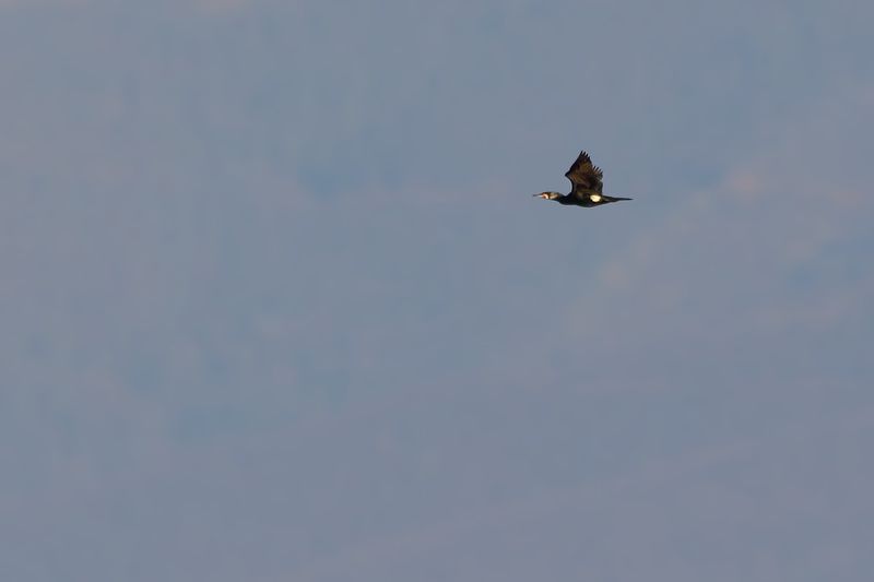 Большой баклан фото превью