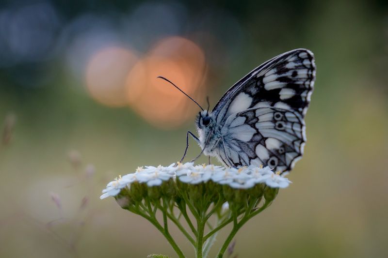 wildlife, insects,butterfly, насекомые, бабочка, пестроглазка, галатея, melanargia galathea Пестроглазка галатеяphoto preview