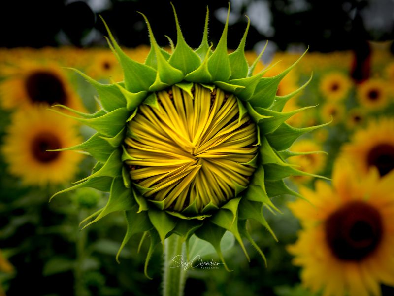 #macro #nature #redbug #red #color #insects #black&white #monochrome The budphoto preview