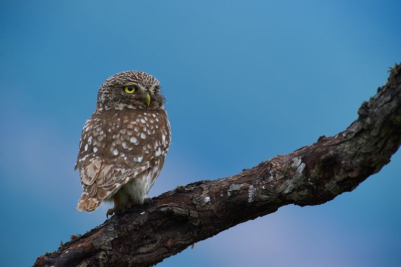 nature, wildlife, birds, owls ***photo preview