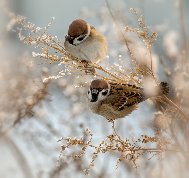 птица, воробей, воробушки..photo preview
