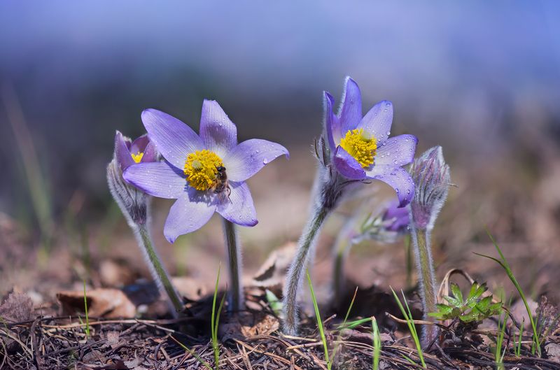сон-трава И солнце пригревало с высоты фото превью