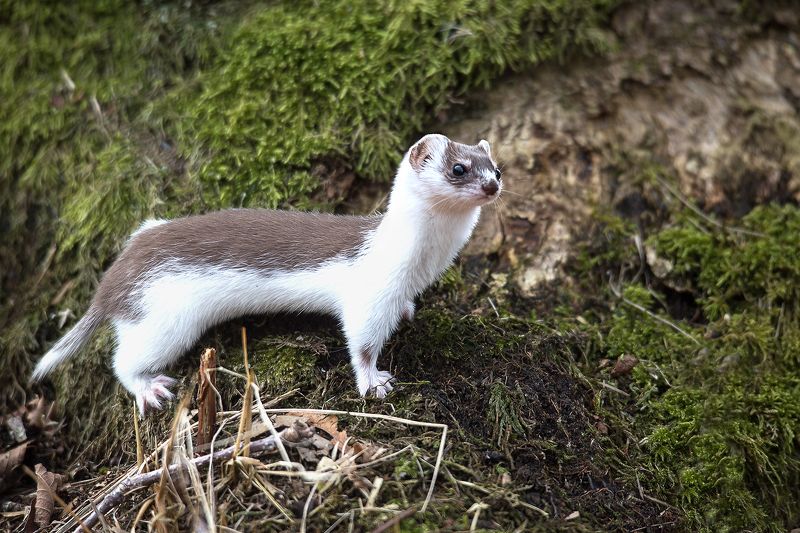 Ласка Демисезонная шубкаphoto preview