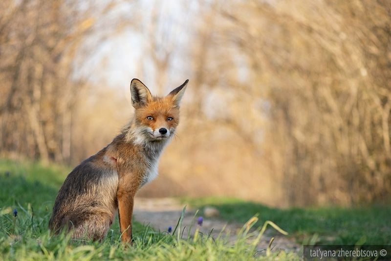 fox, my-mriya, mymriya, wildlife, Ляськаphoto preview