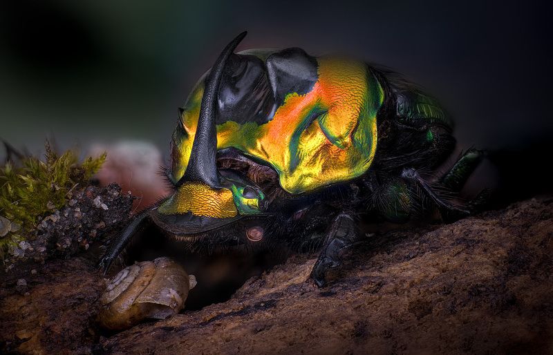 sulcophanaeus imperator, coleoptera, scarabaeidae Sulcophanaeus imperator фото превью