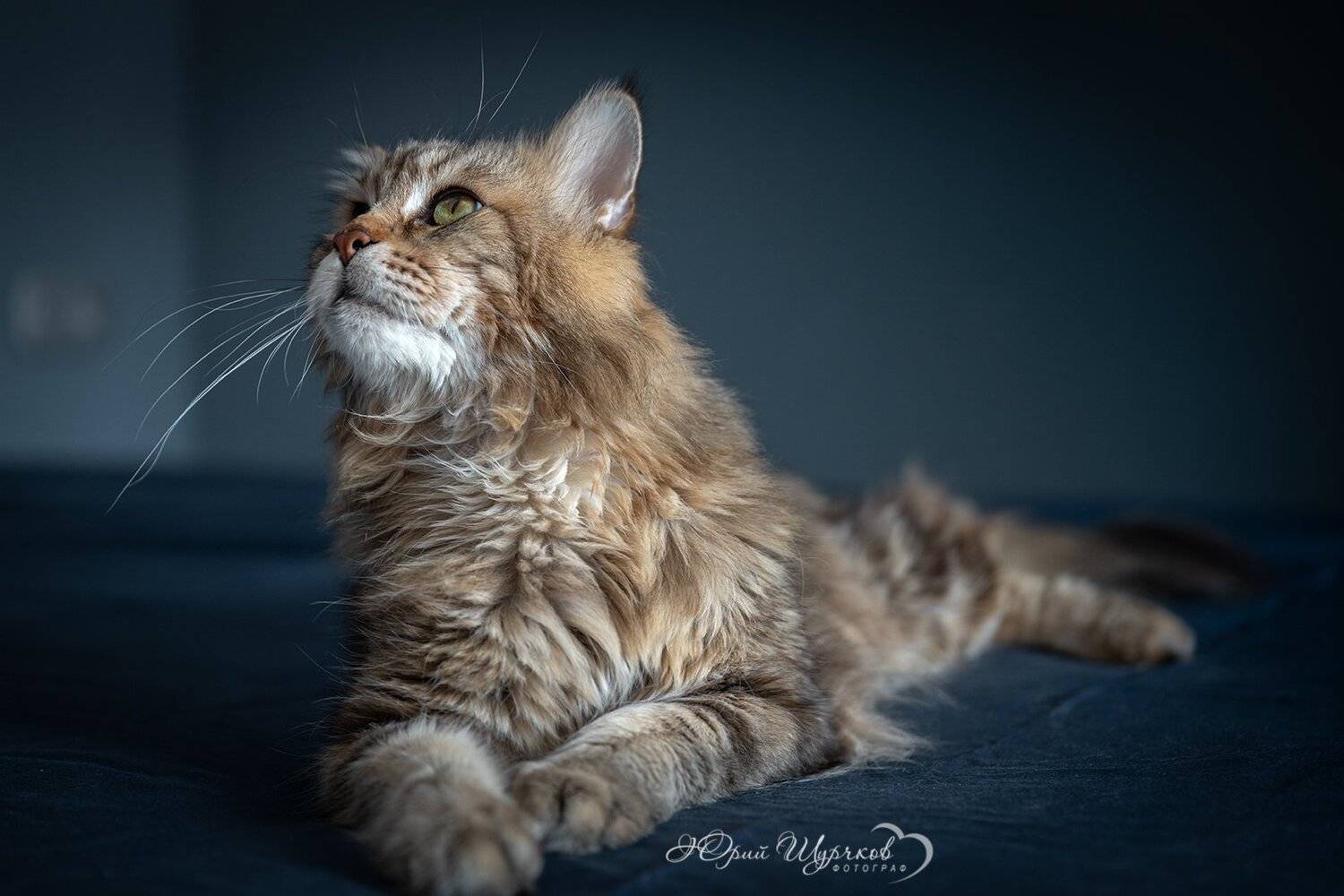 Кошачьи мечты. Автор: Юрий Шурчков кошки, мейнкун, Юрий Шурчков