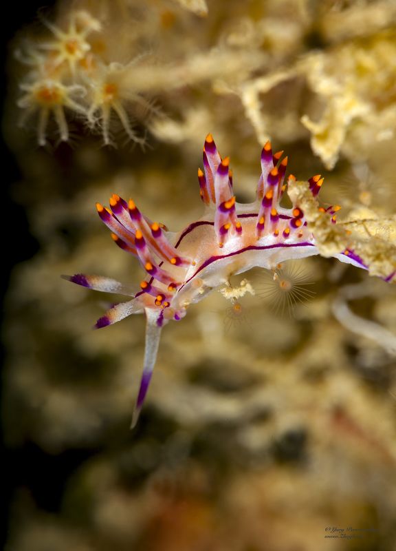 подводное фото подводный мир хургада египет жогло zhoglo красное море Перед прыжкомphoto preview