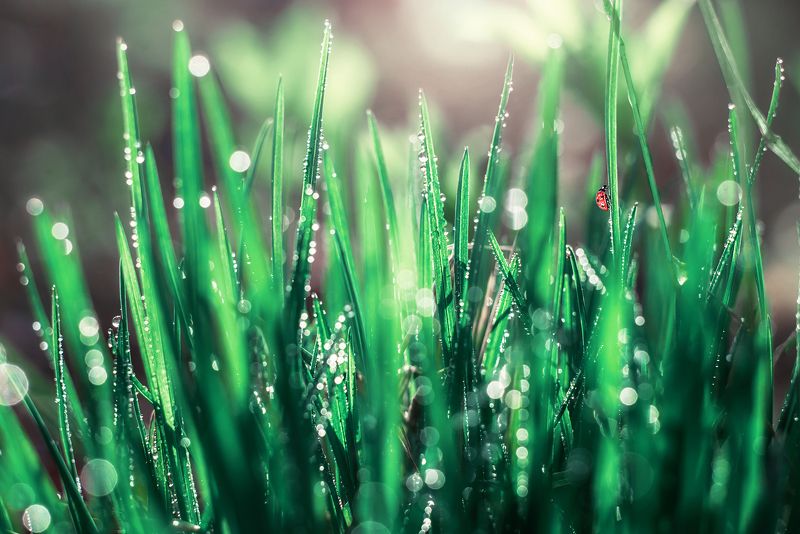 #макро #божьякоровка Удивительный мир фото превью