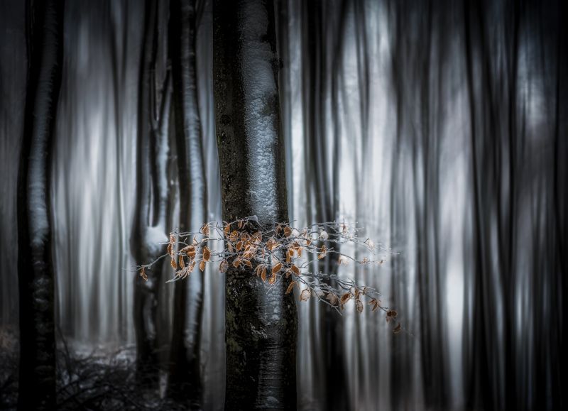 #landscape#nature#trees#forest Moody forestphoto preview