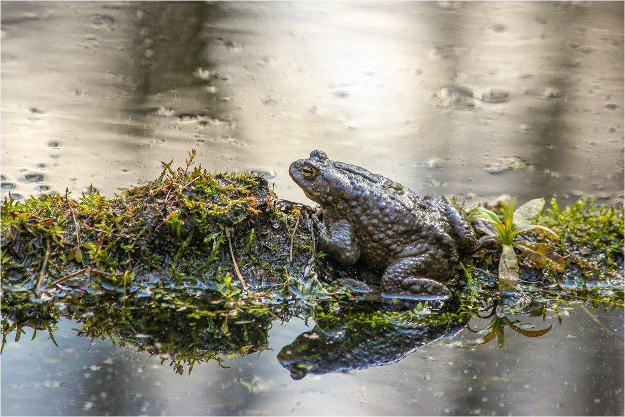 Сидим, жениха ждем.. Автор: КарОл жаба, КарОл