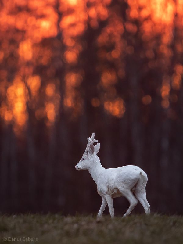 Aльбиносphoto preview