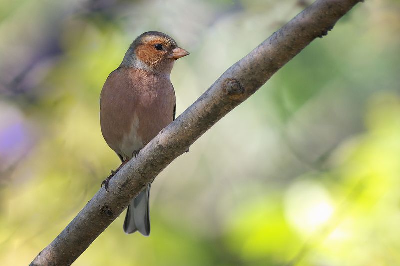 Чинкаphoto preview