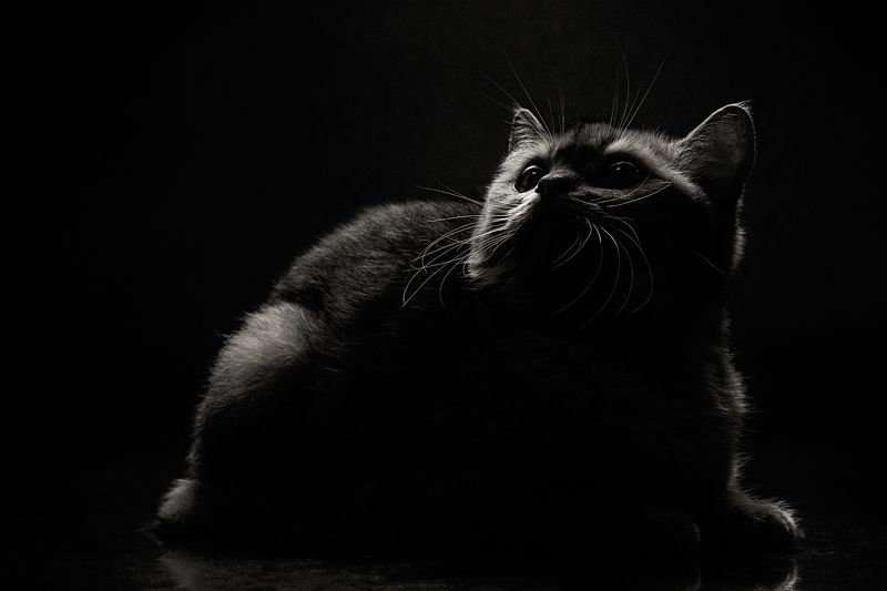 кот студия Котикphoto preview