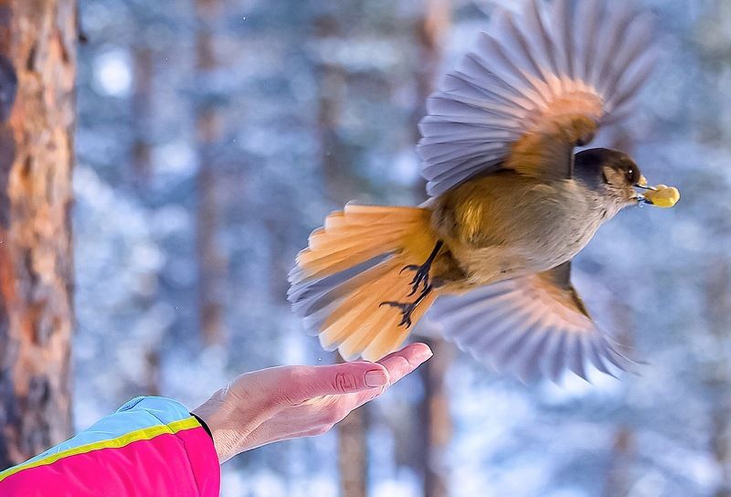 Навстречу Весне!photo preview