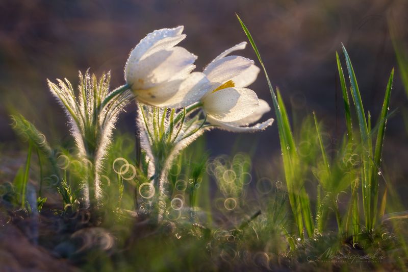 макро, прострел, подснежник, первоцвет, Урал, бокэ, рубинар УРАЛЬСКИЙ ПОДСНЕЖНИК. photo preview