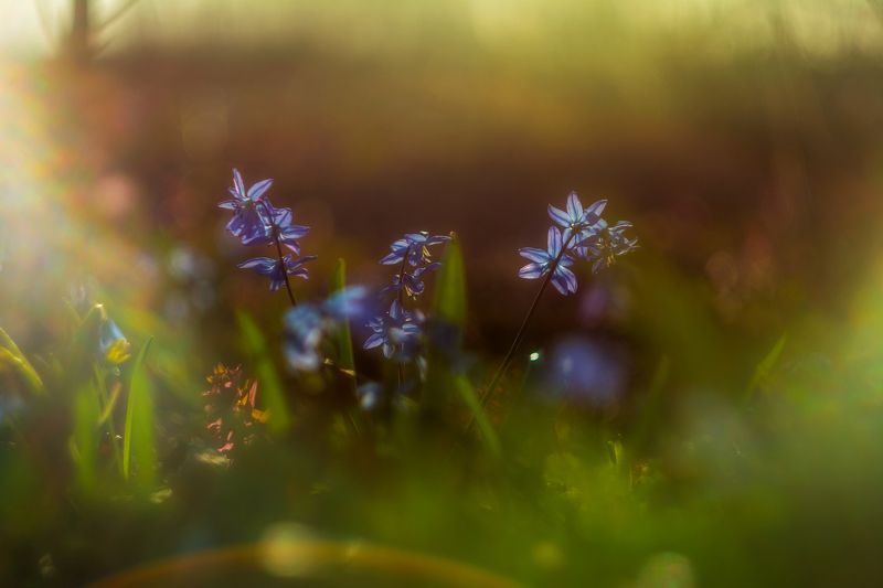 весенний лес, пролески, подснежники, весна Первоцветыphoto preview