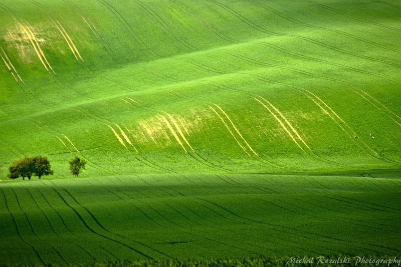 trees, ,hills, ,spring, ,season, ,fields, ,green, ,grass, ,landscape, ,photography Tsunamiphoto preview