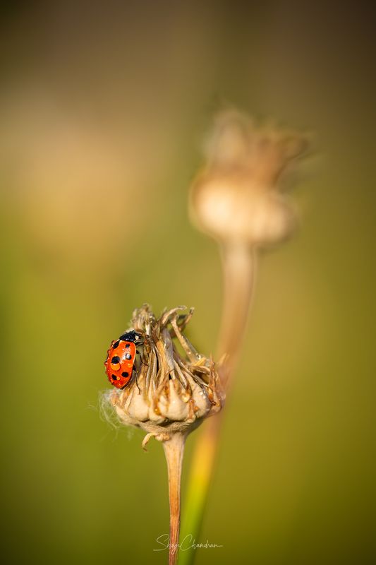 #macro #nature #redbug #red #color #insects Lady Bugphoto preview