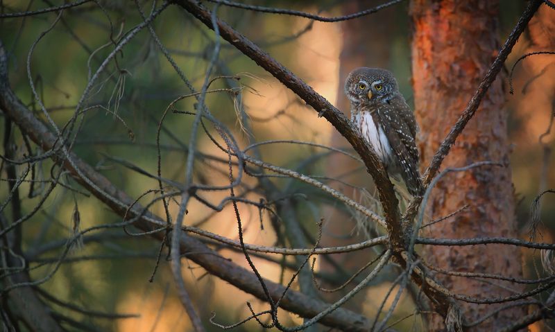 sóweczkaphoto preview