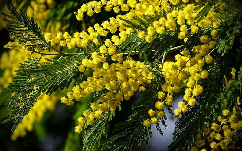 Мимозыphoto preview