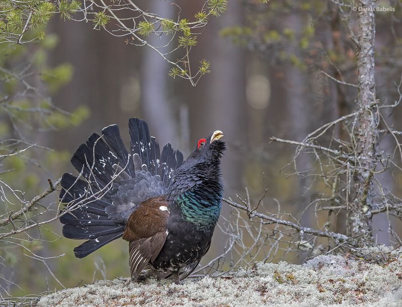 Глухарьphoto preview