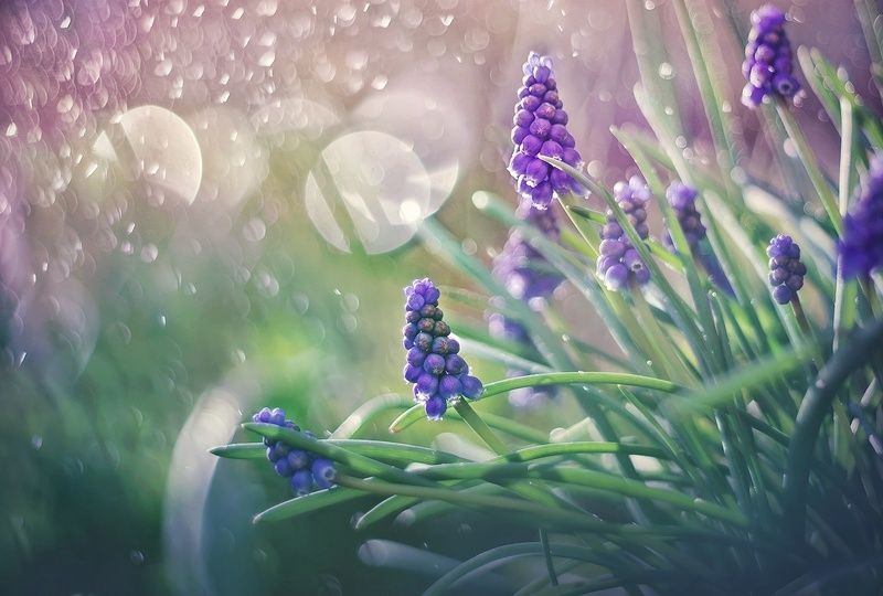 Мускариphoto preview