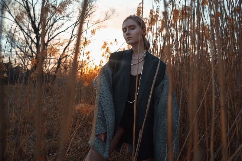 PHRAGMITES AUSTRALISphoto preview