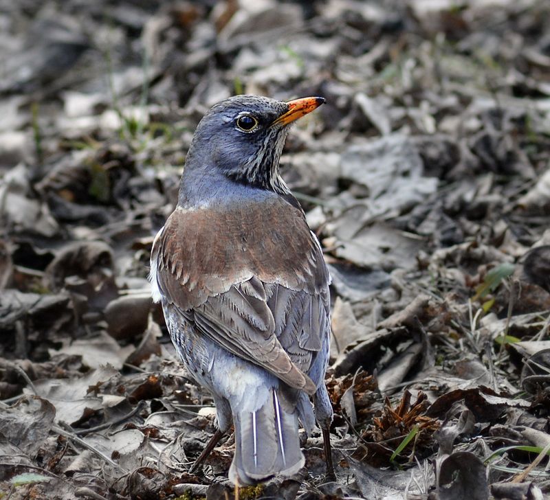 Он оглянулся посмотреть....photo preview