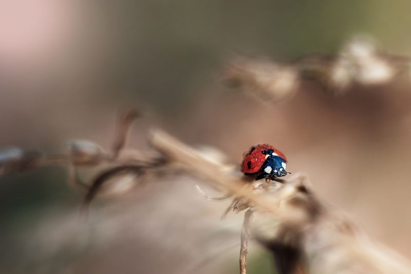 #макро #божьяеоровка Готова к приключениям фото превью