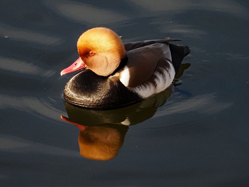 красноносый нырокphoto preview